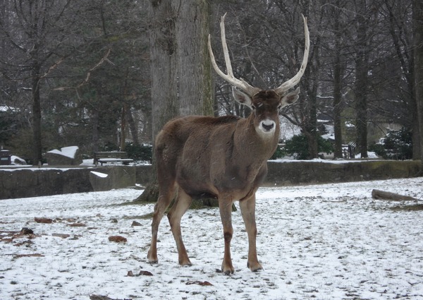 White-lipped Deer