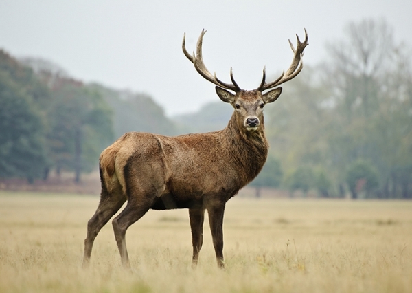 Red Deer