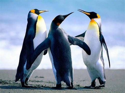 Emperor Penguin