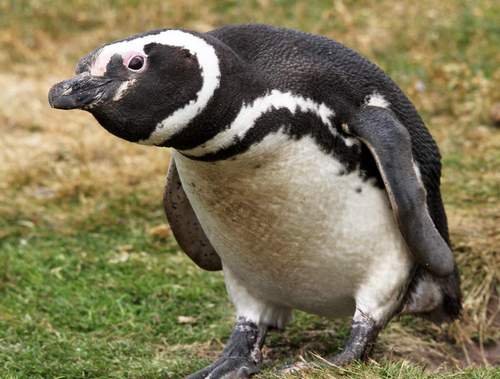 Tropical penguins