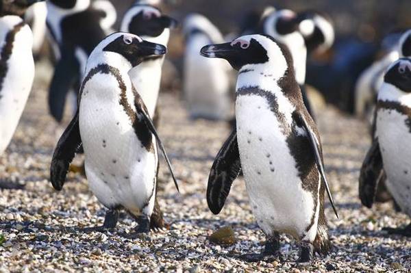 Spectacled Penguin