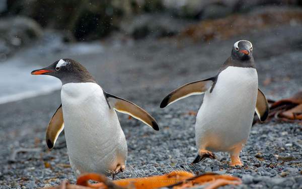 Papuan penguin