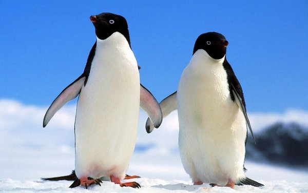 Adelie Penguin