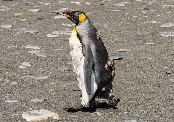 Penguin during molting