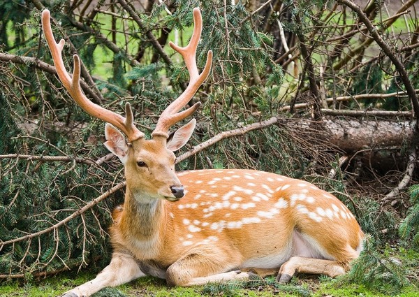 Sika Deer