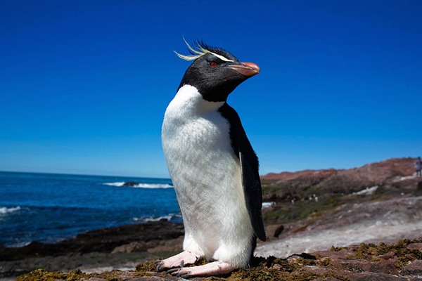 Northern Crested Penguin