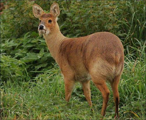 Water Deer