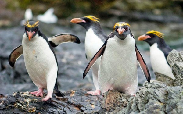 Золотоволосий пінгвін
