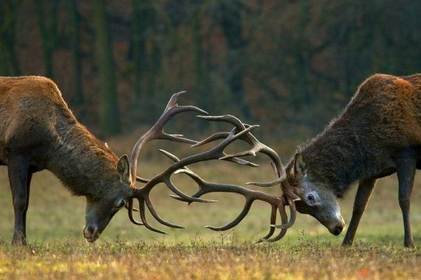 deer battle