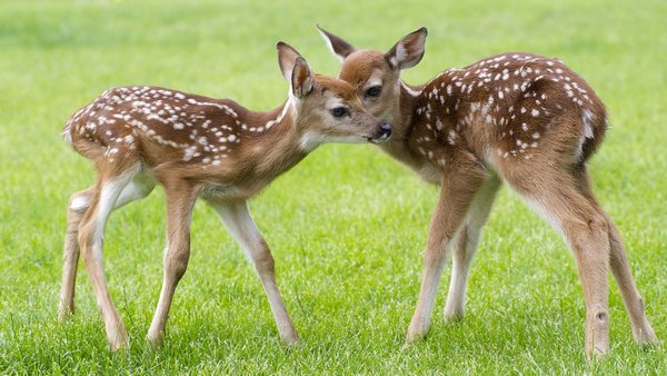 baby deer