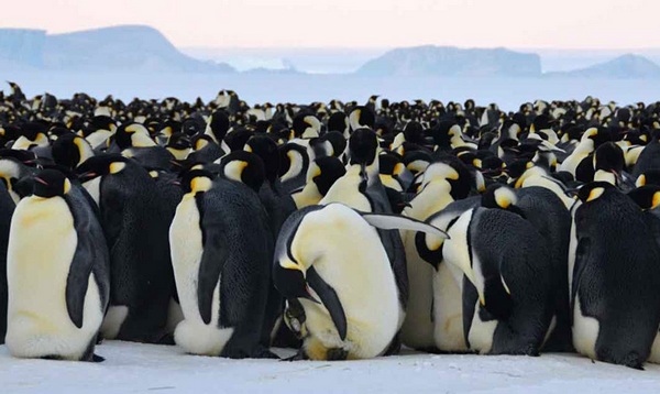 colony of the Antarctic penguin