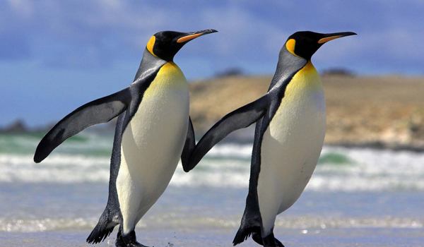 Penguins