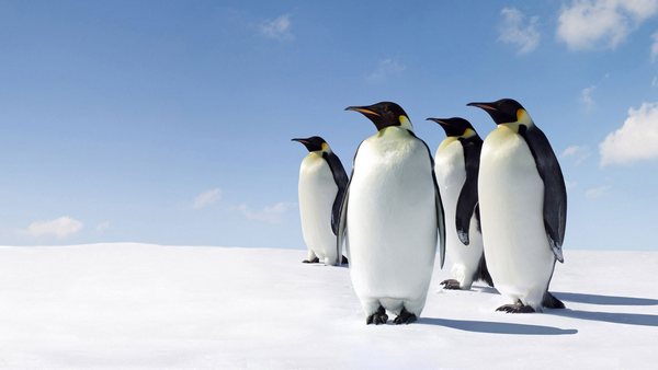 Penguins