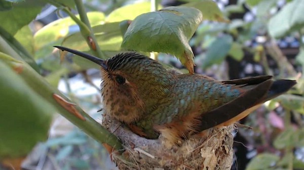 гнездо колибри