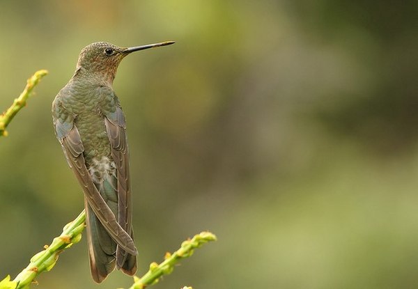 исполинский колибри