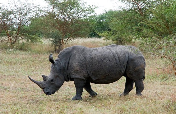 Black Rhino