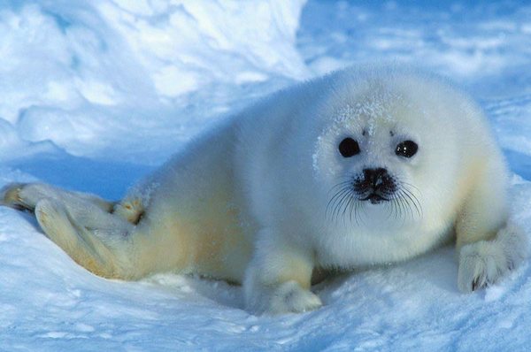 Harp Seal