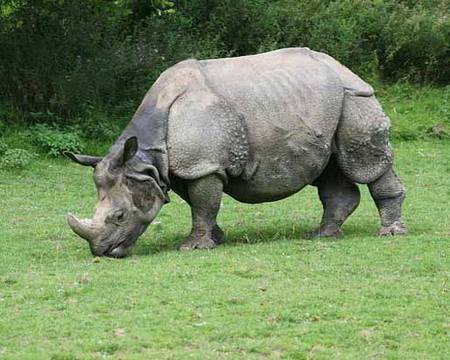 Indian Rhino