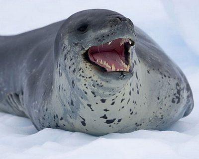 Leopard Seal