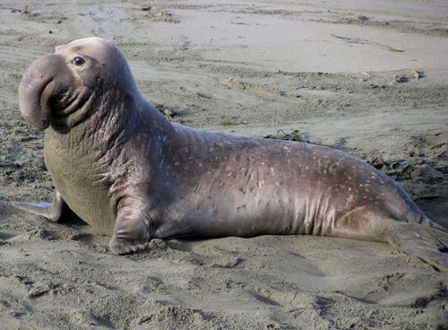 Elephant Seal