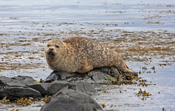 Harbor Seal