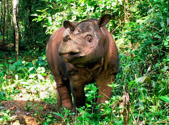 Sumatran Rhino