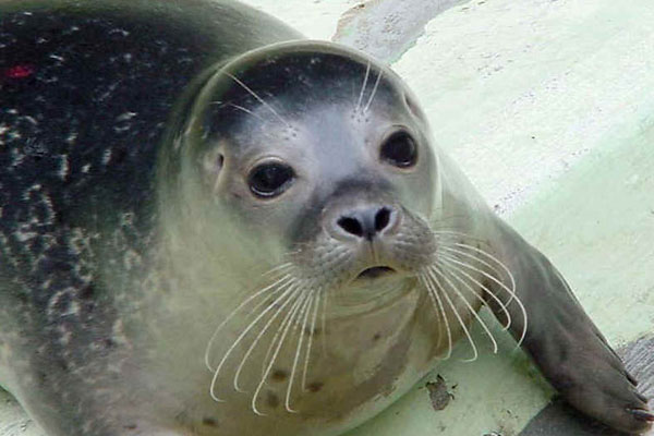 Monk Seal