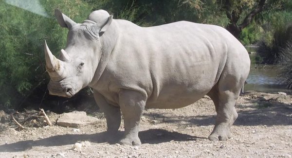 White Rhino