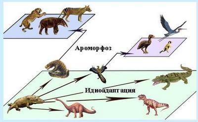 Ідіоадаптація