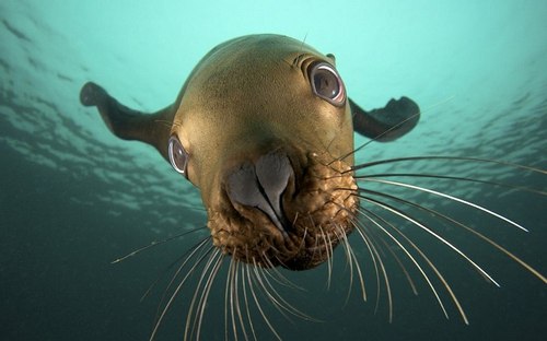 seal face