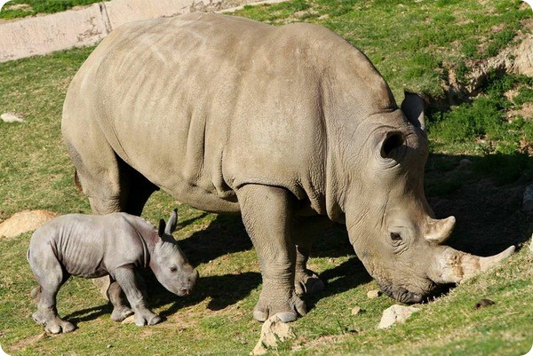 baby rhino