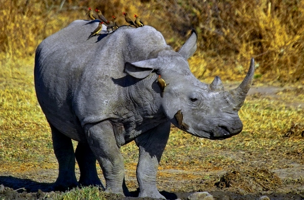 Rhino with birds