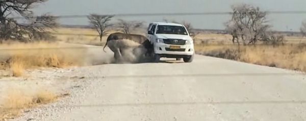 носоріг таранить автомобіль