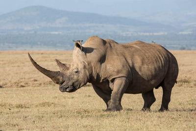 Сколько лет живут носороги?