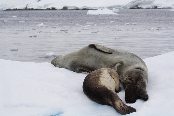 Розмноження тюленів