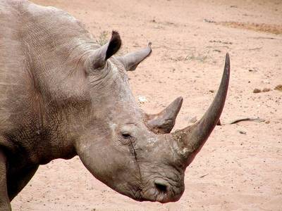 Rhino Horn