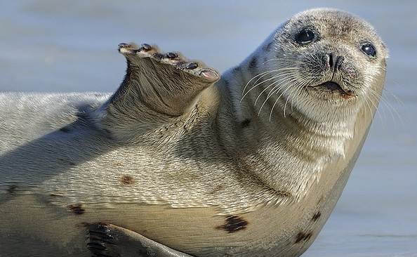 Seals