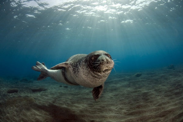 seal underwater
