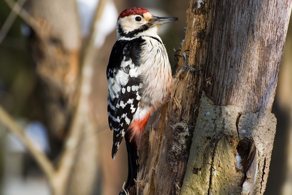 White-backed Woodpecker