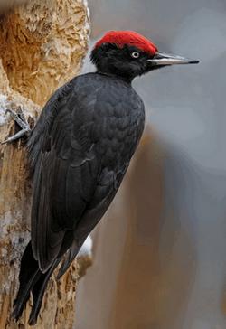 Black Woodpecker