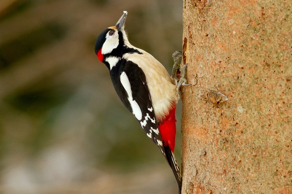 Common Woodpecker