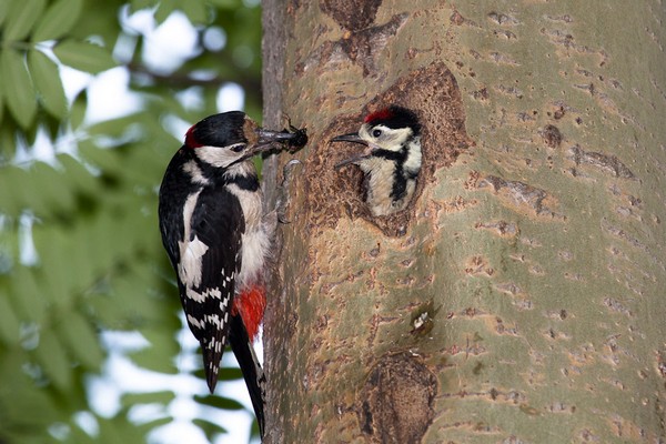 Woodpecker