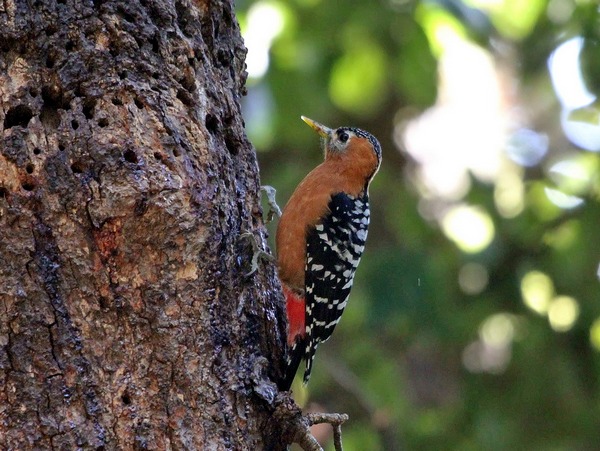 Red Headed Woodpecker