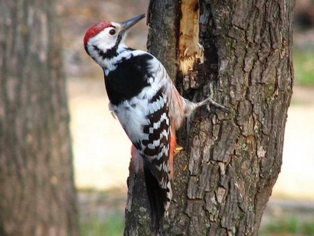 Syrian Woodpecker