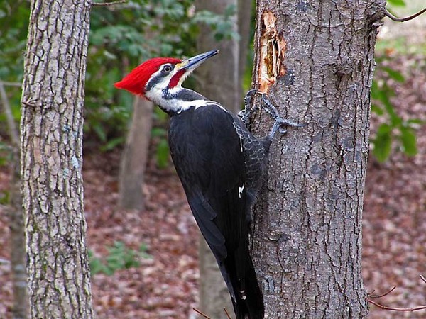 Woodpecker