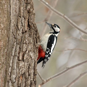 Woodpecker