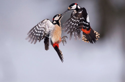 Woodpeckers