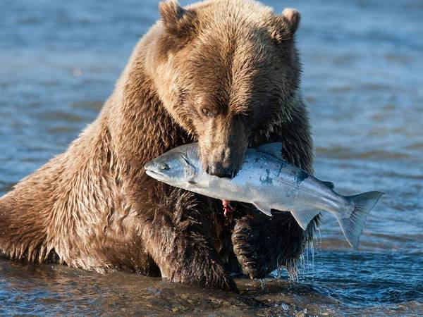 медведь с рыбой