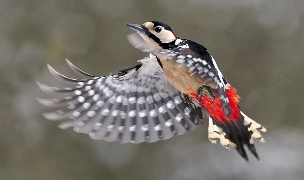 woodpecker in flight