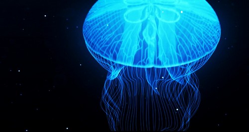 светящаяся медуза